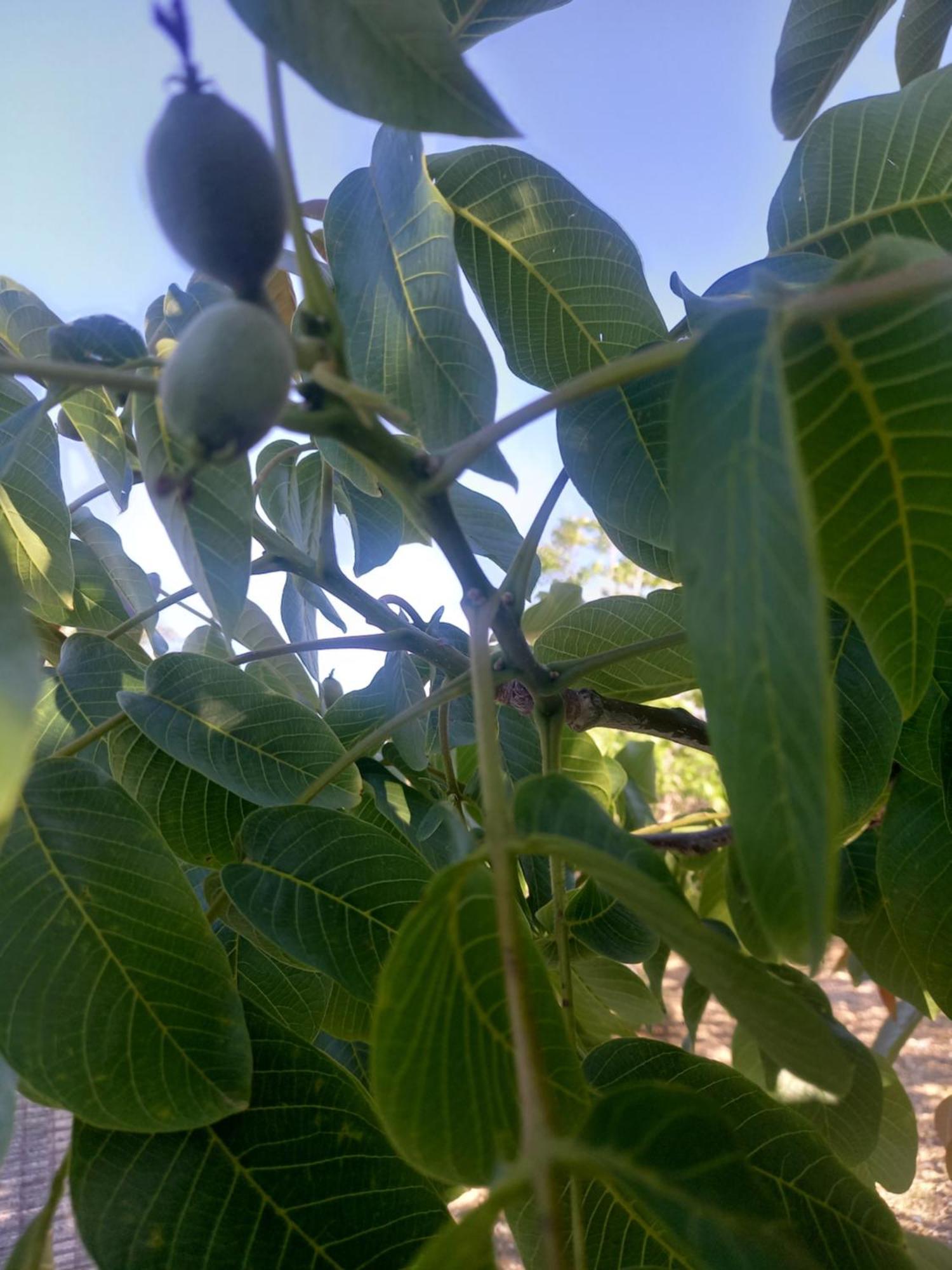 科美内尼别墅 Pano Akourdalia 外观 照片