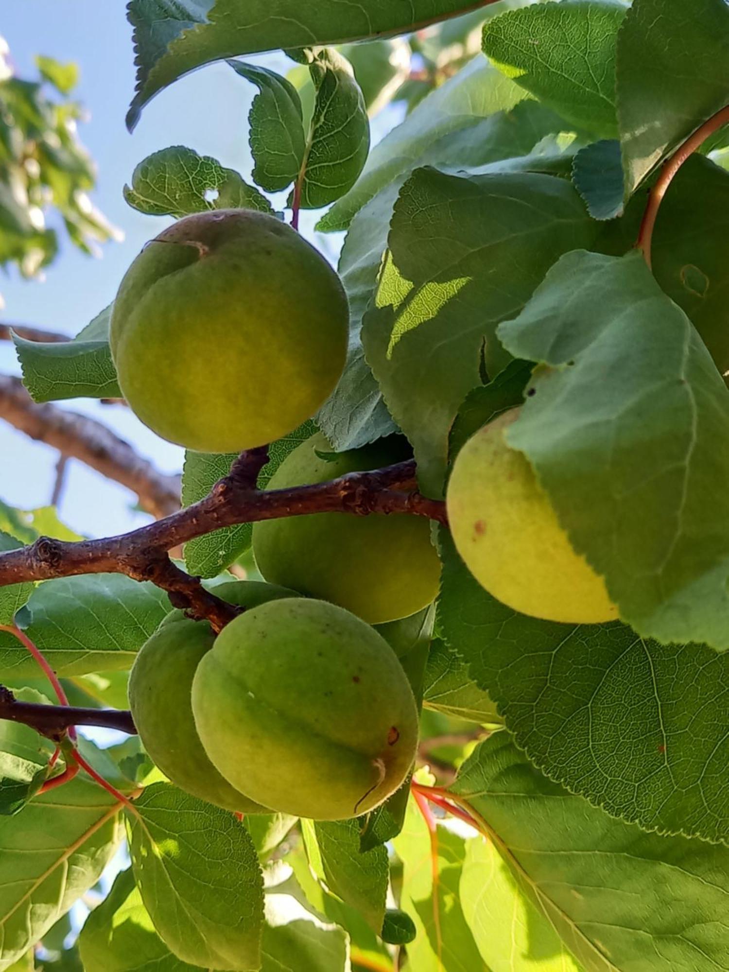 科美内尼别墅 Pano Akourdalia 外观 照片