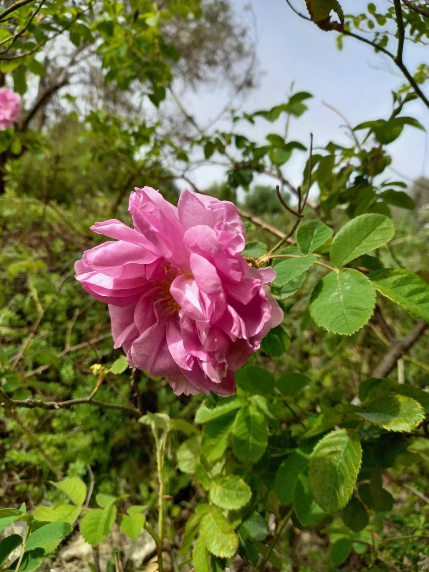 科美内尼别墅 Pano Akourdalia 外观 照片