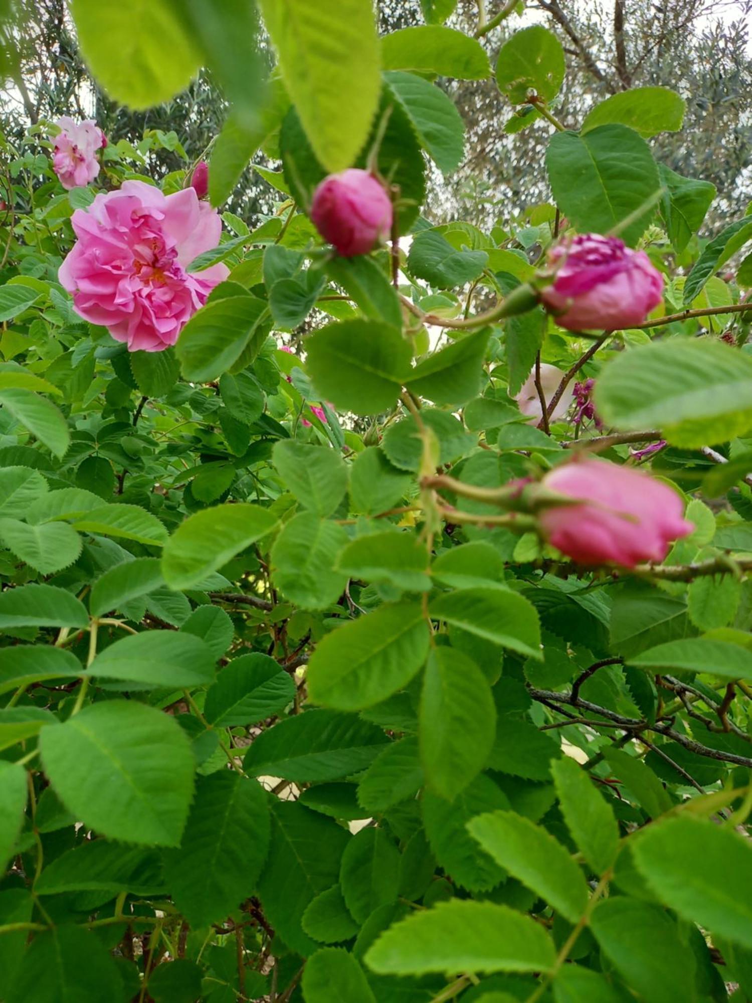 科美内尼别墅 Pano Akourdalia 外观 照片