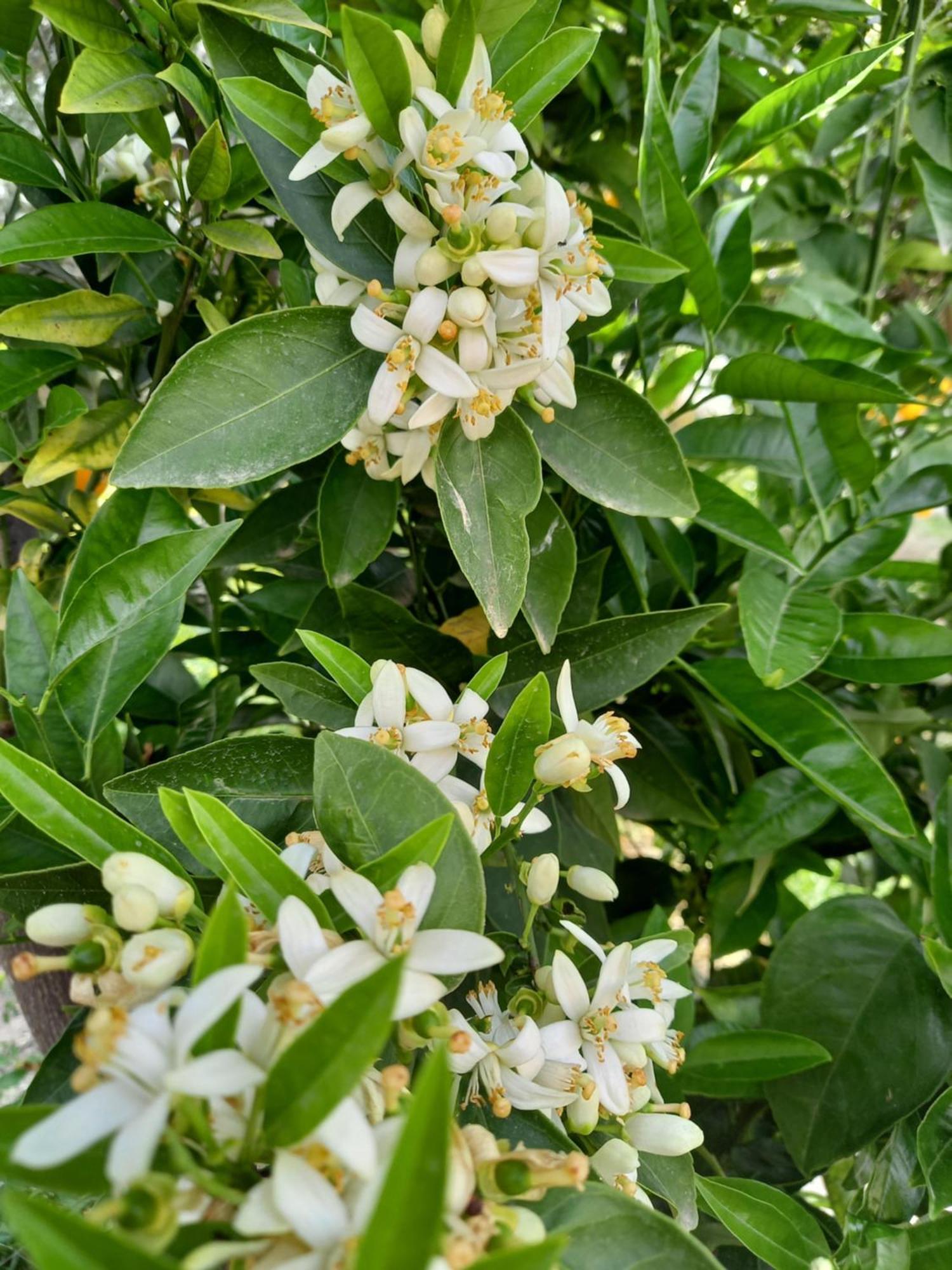 科美内尼别墅 Pano Akourdalia 外观 照片